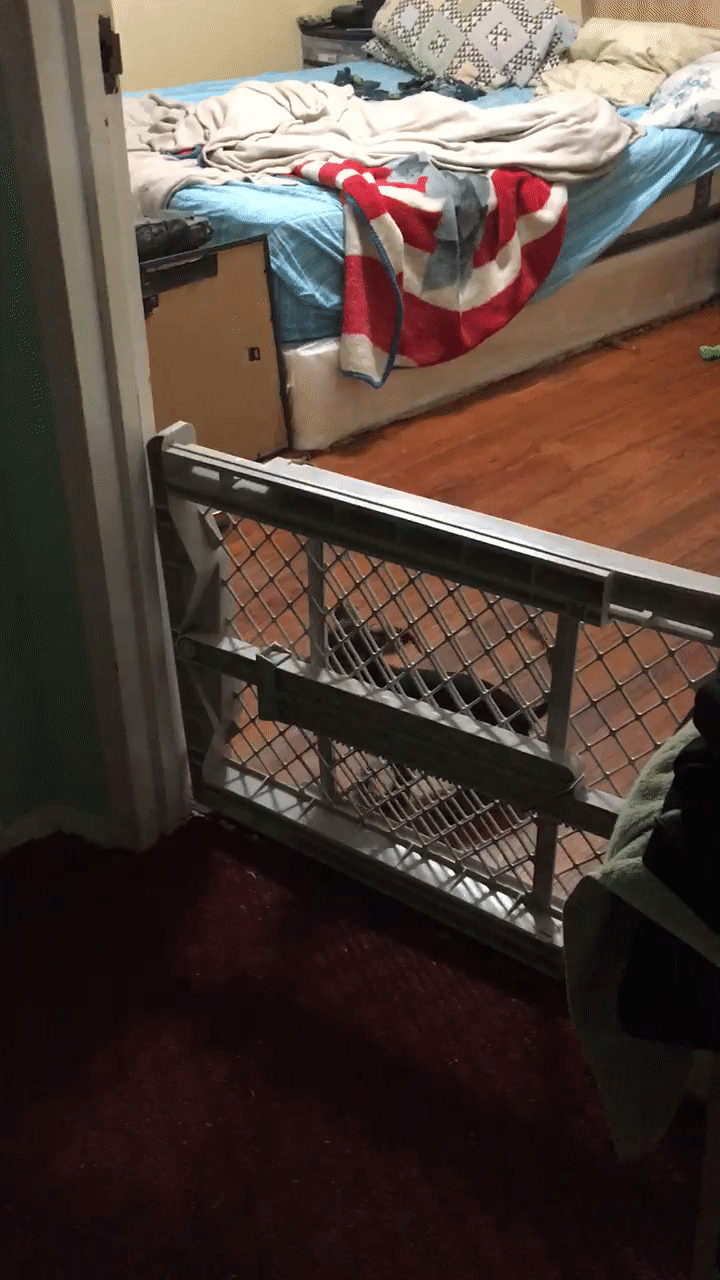 边牧 汪星人 跳高 Border Collie