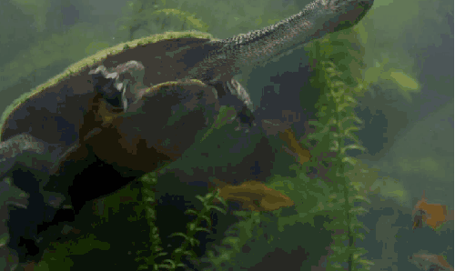 动物 哥斯达黎加 海草 海龟 脖子