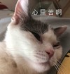 萌宠 猫星人 心里苦啊 难受 呆萌 可爱