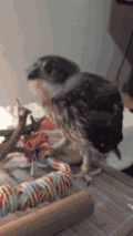 猫头鹰 逗比 跳舞 可爱