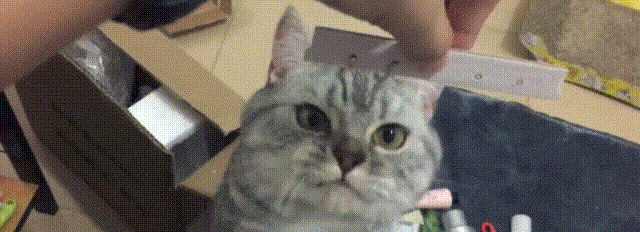 喵星人 萌宠 可爱 猫咪