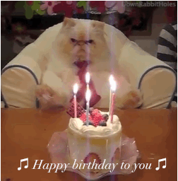猫咪 生日蛋糕