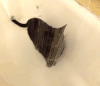 小猫 洗澡 可爱 黑色