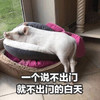 萌宠 猪 一个说不出门就不出门的白天 不能出门 可爱 憨憨