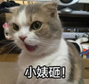 猫咪 可爱 小婊砸 欢乐