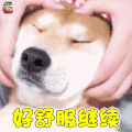 萌宠 狗 汪星人 好舒服继续 soogif soogif出品