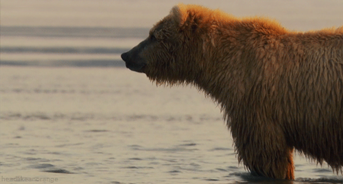 熊 海边 凝望 站立