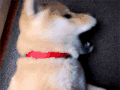 讨厌 宠物 动物 狗 GIF 萌 gif