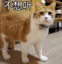 萌宠 喵星人 不想听 逃避 呆萌 可爱