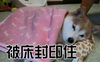狗 萌宠 斗图 汪星人 被床封印住