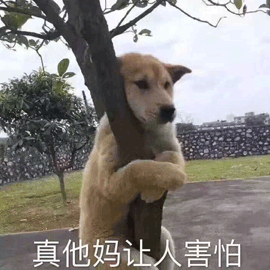 狗 害怕