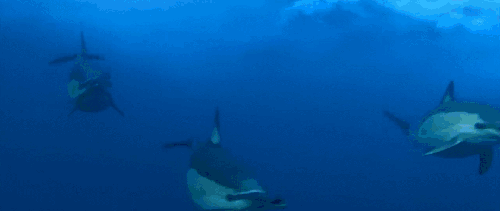 BBC:鲨鱼 动物 可爱 海豚 科普