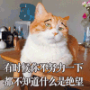 猫咪 可爱 萌宠 搞笑