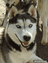 哈士奇 Siberian husky