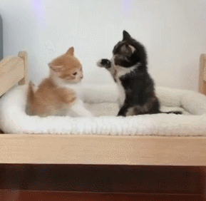 猫咪 玩耍 小床 毯子
