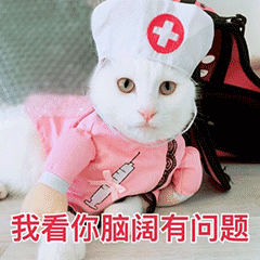 猫咪 护士 脑子有问题