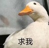 萌宠 鸭子 求我 得意 呆萌 可爱