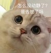 萌宠 猫星人 怎么没动静了 好奇 呆萌 可爱