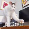 萌宠 猫星人 领导你好 打招呼 搞怪 逗