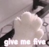 萌宠 猫星人 give me five 达成共识 呆萌 可爱