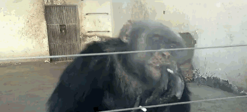黑猩猩 抽烟 搞笑 烟瘾好大