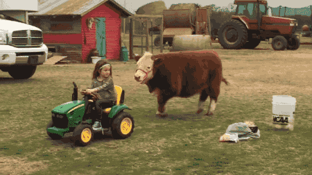 奶牛 开小车 孩子 拉牛