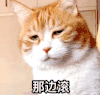 萌宠 猫星人 那边滚 冷酷 嫌弃
