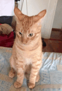喵星人 搞笑 亮点 萌宠 猫 猫咪