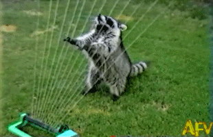 浣熊 raccoon