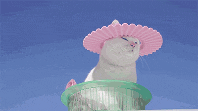猫 帽子 阳光 放松