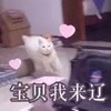 萌宠 喵星人 宝贝我来了 马上来 呆萌 可爱