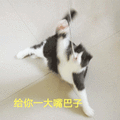 大嘴巴子 猫