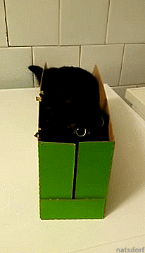 猫咪 箱子 玩 可爱