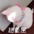 超委屈 猫 伤心