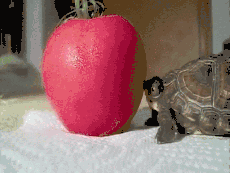 苹果 乌龟 推不动 搞笑
