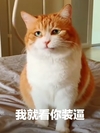 萌宠 喵星人 我就看你装逼 瞅你那样子 调皮 淘气