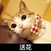 猫咪 可爱 呆萌 斗图 送花