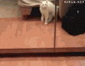 小猫 镜子 惊吓 可爱