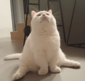 猫咪gif动态图片,可爱萌宠猫动图表情包下载 - 影视