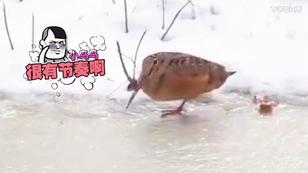 大鸟 雪地 冰面 可爱