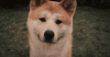 柴犬 歪头 治愈 迷之微笑 萌 Shiba Inu