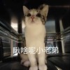 萌宠 猫星人 瞅啥呢 小老弟 嫌弃 呆萌 可爱