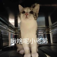 萌宠 猫星人 瞅啥呢 小老弟 嫌弃 呆萌 可爱