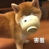 萌宠 汪星人 害羞 难为情 搞怪 逗