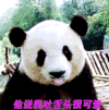 萌到心头的萌物 萌宠爱搞笑