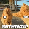 萌宠 猫星人 起床了被子也叠 放假在家我的 呆萌 可爱