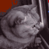 萌宠 猫咪 暗中观察 胖嘟嘟