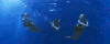 美人鱼大海  水泡 游泳