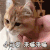 猫咪 挠痒 舒服 小可爱来嘛来嘛