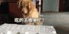 狗狗 金毛 吃的去哪里了 摇尾巴